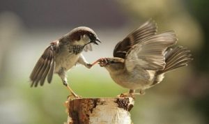 داستانک از پرنده ها بدم می یاد